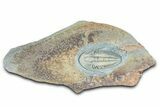 Lower Cambrian Trilobite (Termierella) - Issafen, Morocco #381246-3